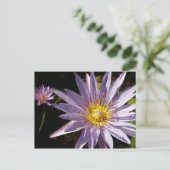 Carte Postale Purple Water Lily (Debout devant)