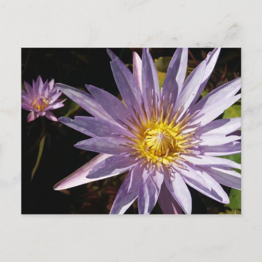 Carte Postale Purple Water Lily (Devant)