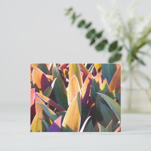 Carte Postale Purples et Golds (Debout devant)