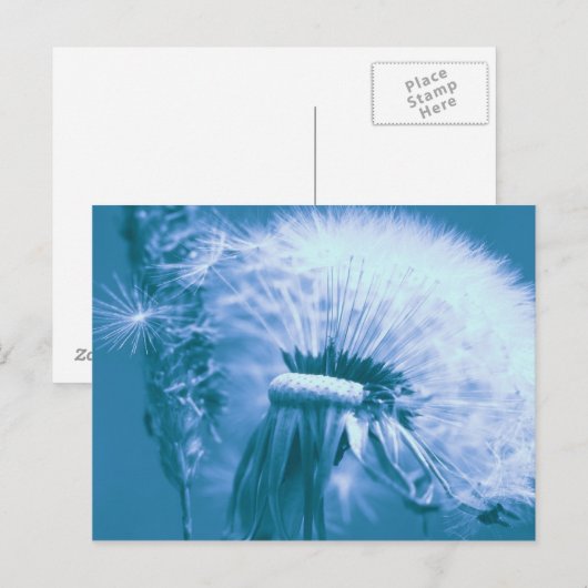 Carte Postale Pusteblume (Devant / Derrière)