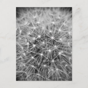 Carte Postale Pusteblume