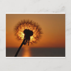 Carte Postale Pusteblume / Dandelion