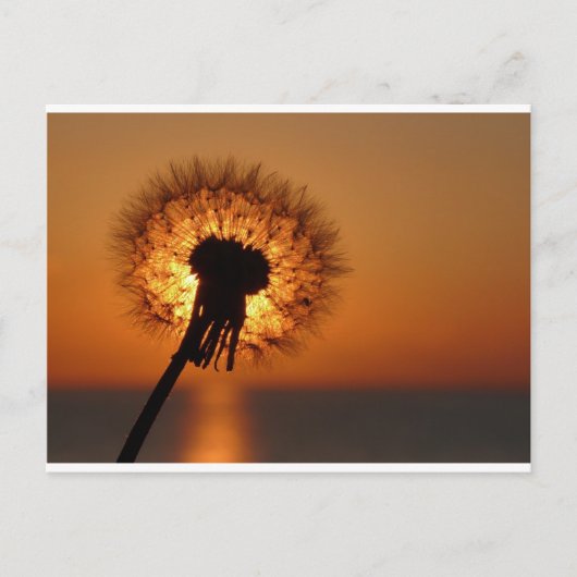 Carte Postale Pusteblume / Dandelion (Devant)