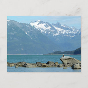 Carte Postale Pygargue à tête blanche à Skagway en Alaska