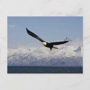 Carte Postale Pygargue à tête blanche en vol, Haliaeetus leucoce