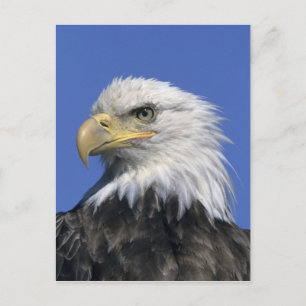 Carte Postale Pygargue à tête blanche, (Haliaeetus leucocephalus