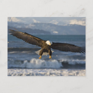 Carte Postale Pygargue à tête blanche, Haliaeetus leucocephalus,