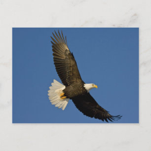Carte Postale Pygargue à tête blanche, Haliaeetus leucocephalus,