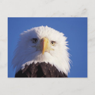 Carte Postale pygargue à tête blanche, Haliaeetus leucocephalus,