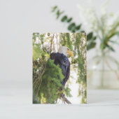 Carte Postale Pygargue à tête blanche perché dans un sapin de Do (Debout devant)