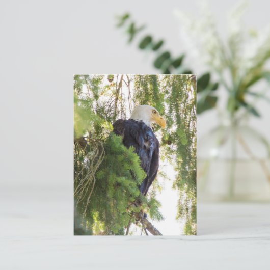 Carte Postale Pygargue à tête blanche perché dans un sapin de Do (Debout devant)