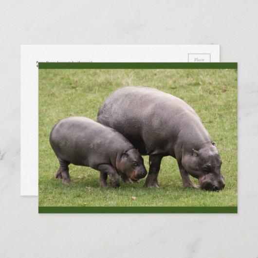 Carte postale Pygmée Hippoppos (Devant / Derrière)