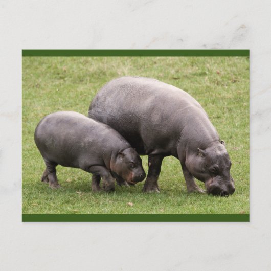 Carte postale Pygmée Hippoppos (Devant)