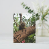 Carte Postale Pygmée Marmoset # 2 (Debout devant)