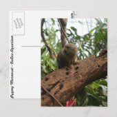 Carte Postale Pygmée Marmoset # 2 (Devant / Derrière)