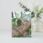 Carte Postale Pygmée Marmoset # 8 (Debout devant)