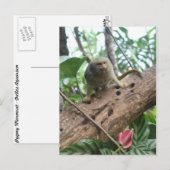 Carte Postale Pygmée Marmoset # 8 (Devant / Derrière)