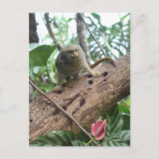 Carte Postale Pygmée Marmoset # 8 (Devant)