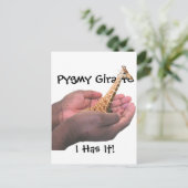 Carte Postale Pygmy Giraffe (Debout devant)