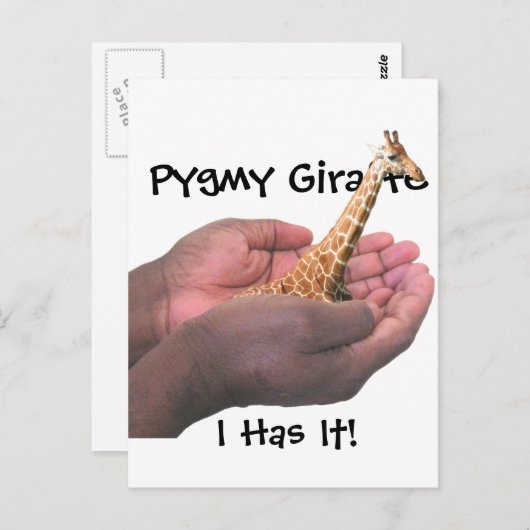 Carte Postale Pygmy Giraffe (Devant / Derrière)