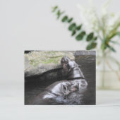 Carte postale Pygmy Hippo (Debout devant)