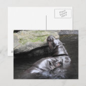 Carte postale Pygmy Hippo (Devant / Derrière)