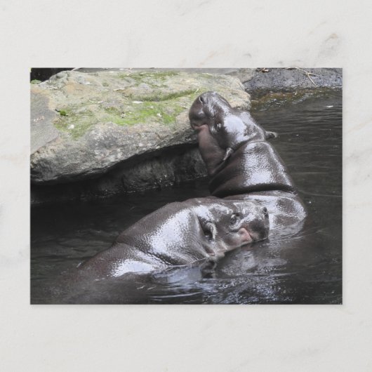 Carte postale Pygmy Hippo (Devant)