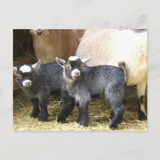 Carte Postale Pygmy Kids (Devant)