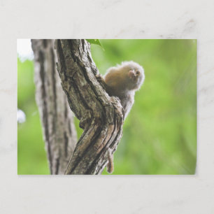 Carte Postale Pygmy Marmoset