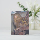 Carte Postale Pygmy Marmoset Portrait (Debout devant)