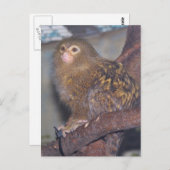 Carte Postale Pygmy Marmoset Portrait (Devant / Derrière)