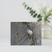 Carte Postale Pygmy nuthatch (Debout devant)