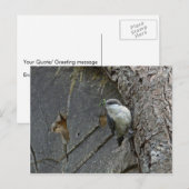 Carte Postale Pygmy nuthatch (Devant / Derrière)