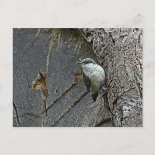 Carte Postale Pygmy nuthatch (Devant)