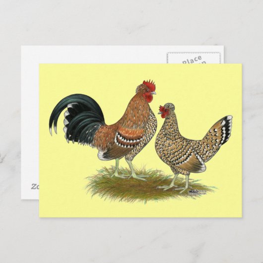 Carte Postale Pyncheon Bantams (Devant / Derrière)