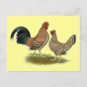 Carte Postale Pyncheon Bantams (Devant)