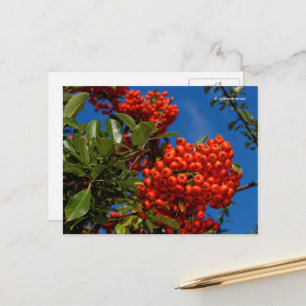 Carte Postale Pyracantha Coccinea Scarlet Firethorn Berries