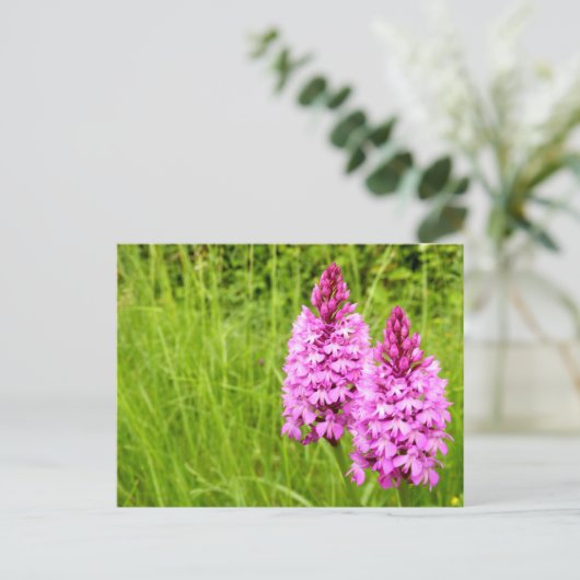 Carte postale Pyramidal Orchid (Debout devant)