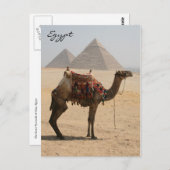 Carte Postale pyramide de spectacle de chameaux (Devant / Derrière)