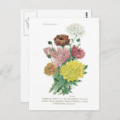 Carte Postale Pyréthrum sinense (Chrysanthème) (Devant / Derrière)
