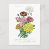 Carte Postale Pyréthrum sinense (Chrysanthème) (Devant)