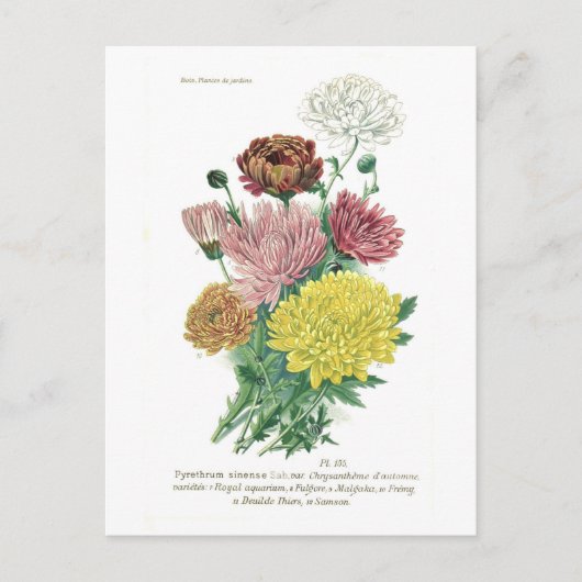 Carte Postale Pyréthrum sinense (Chrysanthème) (Devant)