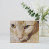 Carte Postale Pyro Kitty (Debout devant)