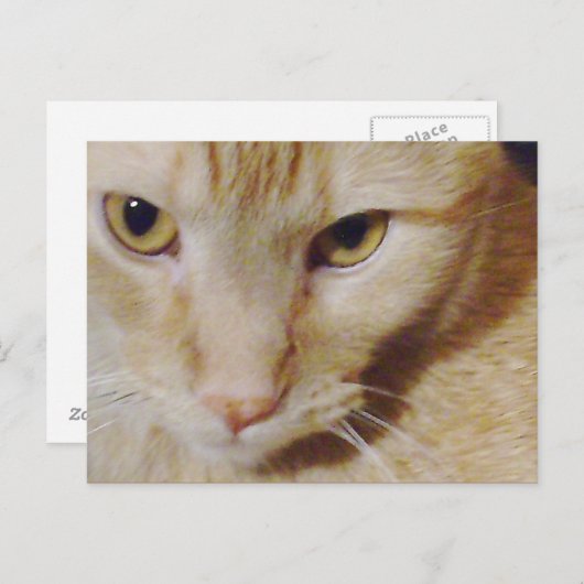 Carte Postale Pyro Kitty (Devant / Derrière)