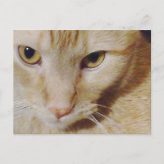 Carte Postale Pyro Kitty