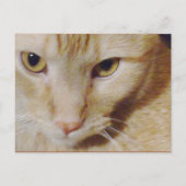 Carte Postale Pyro Kitty (Devant)