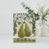 Carte Postale Pyrus (Debout devant)