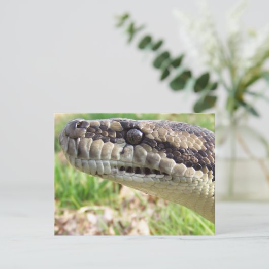 Carte Postale Python (Debout devant)