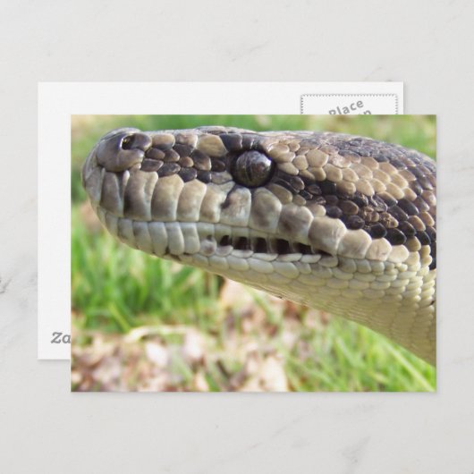 Carte Postale Python (Devant / Derrière)
