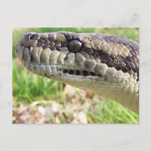 Carte Postale Python (Devant)